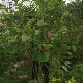 শাগু পাম।
ধরন. ইনডোর প্লান্ট,
সাইজ. ৫ ফিট,