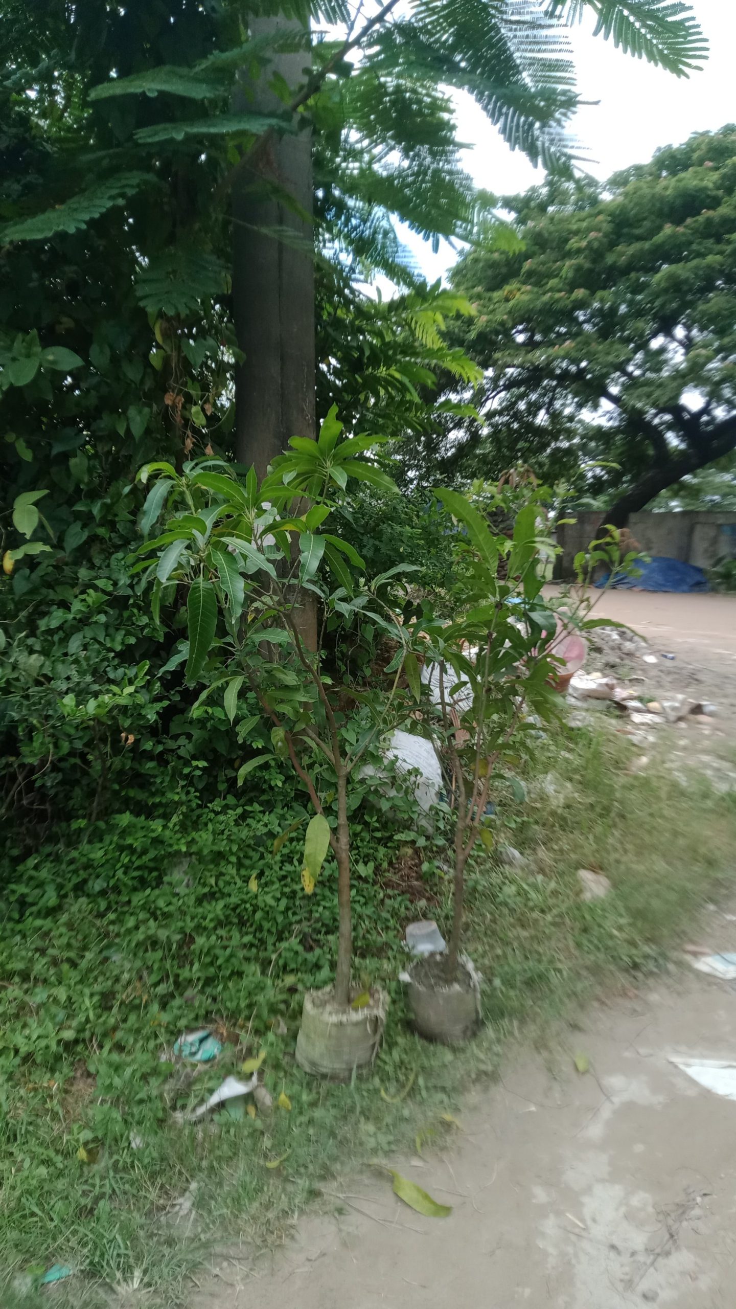 আম গাছ। আম রুপালি,
ধরন। ফল গাছ,
সাইজ। ২.৫, ফিট, - Image 2