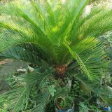 সারকেস পাম।
ধরন। ইনডোর আউটডোর,
সাইজ। ২.৫, ফিট,