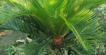 সারকেস পাম।
ধরন। ইনডোর আউটডোর,
সাইজ। ২.৫, ফিট,