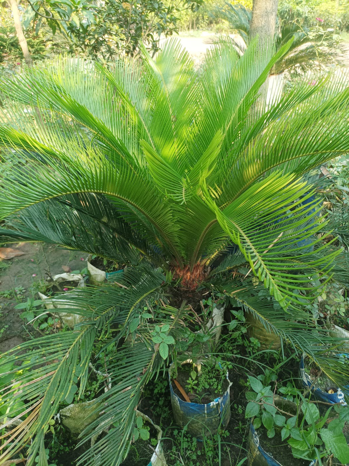 সারকেস পাম।
ধরন। ইনডোর আউটডোর,
সাইজ। ২.৫, ফিট,