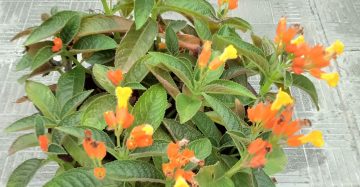 সানসেট বেলস ওর কপার লিফ।
ধরন। ফুল গাছ,
সাইজ। ওয়ান সাইজ, বছরে দুইবার ফুল ফোটে,