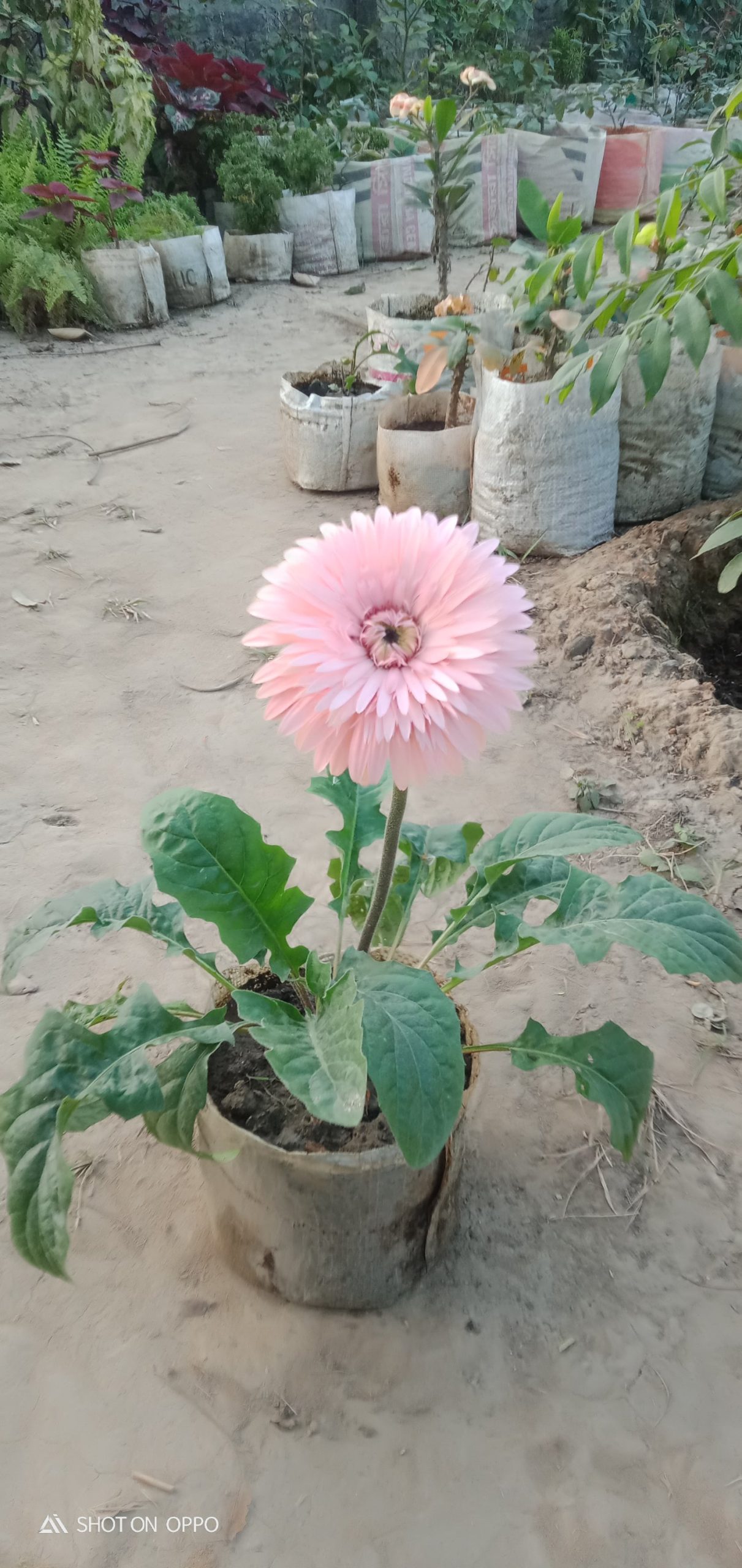 গারবেরা।
ধরন। ফুল গাছ,
সাইজ। ওয়ান সাইজ, বারমাস ফুল ফোটে