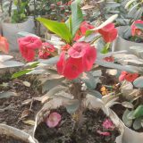 কাটা মুকুট বা কেকটাস।
ধরন। ফুল গাছ,
সাইজ। ০১ ফিট, বারমাস ফুল ফোটে,
