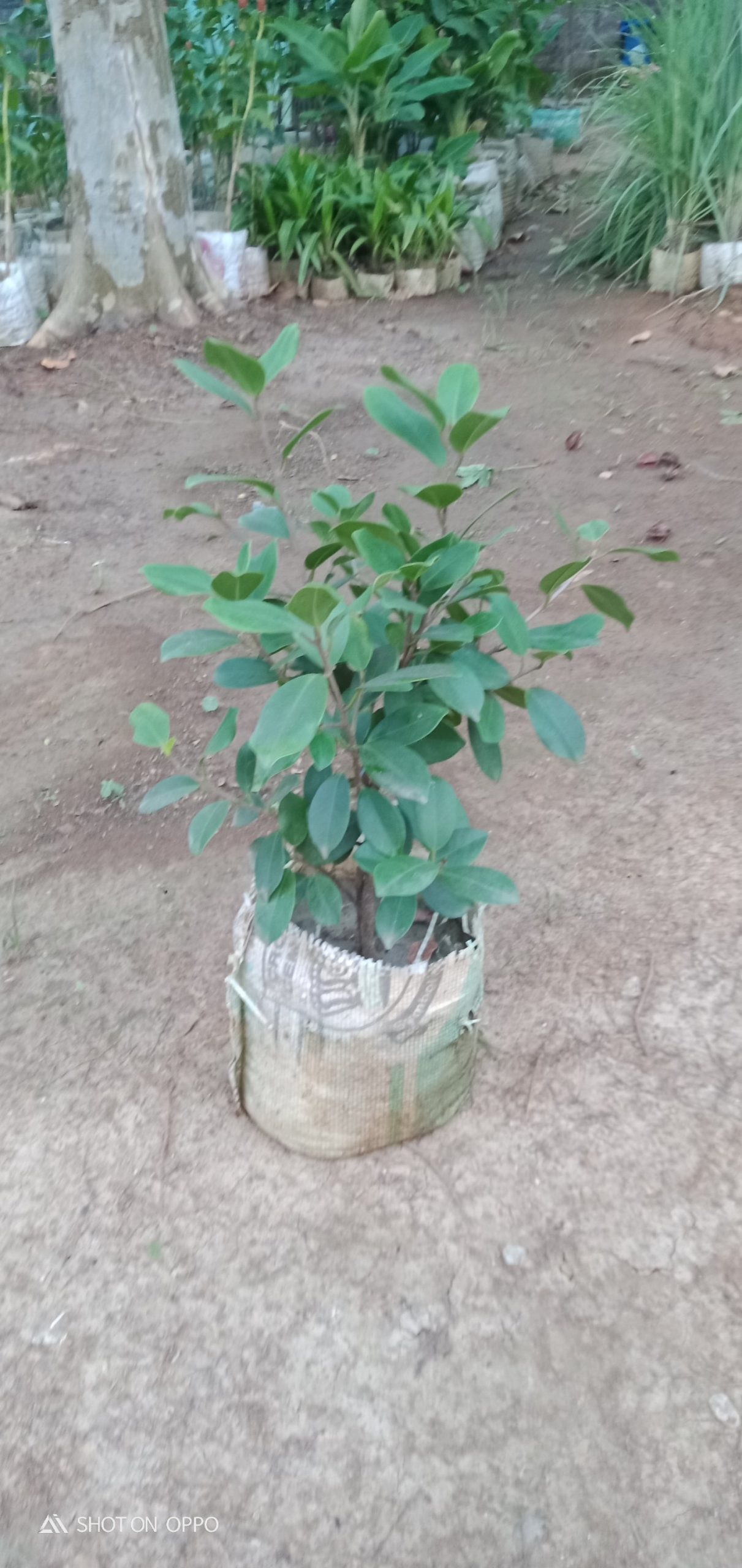 চাইনিজ বট।
ধরন। ইন্ডোর প্লান্ট,
সাইজ। ১ ফিট, লম্বা পাতার, - Image 3