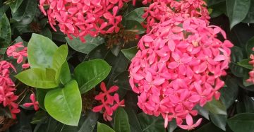 রংগন হাইব্রিড। 
ধরন। ফুল গাছ,
সাইজ।‌ ৩/৪ ফিট, বারমাস ফুল ফোটে,