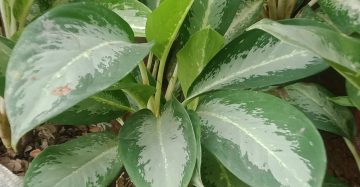 সিলভার কুইন।
ধরন। ইন্ডোর প্লান্ট,
সাইজ। ১৫/১৮ ইঞ্চি, ৩ স্টিক,