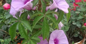 রেল লতা।
ধরন। ফুল গাছ,
সাইজ। ১/১.৫, ফিট,