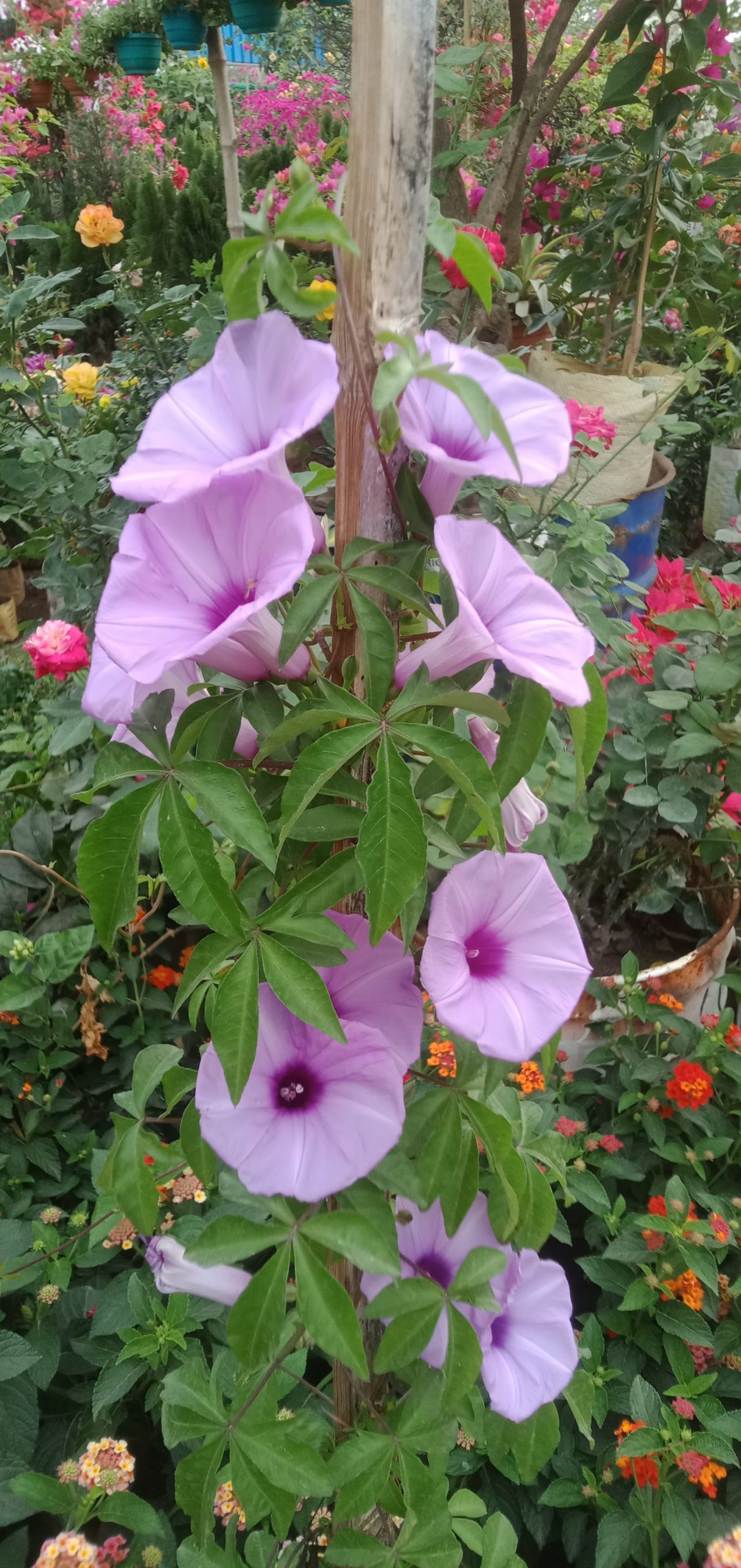 রেল লতা।
ধরন। ফুল গাছ,
সাইজ। ১/১.৫, ফিট,