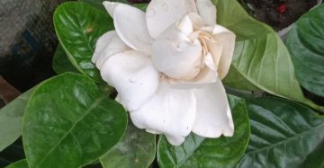 গন্ধরাজ। থাই,
ধরন। ফুল গাছ,
সাইজ। ০১ ফিট, সাদা রঙের ফুল,