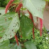 শিবজটা।
ধরন। ফুল গাছ,
সাইজ। ১.৫, ফিট,