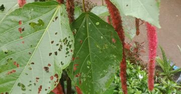শিবজটা।
ধরন। ফুল গাছ,
সাইজ। ১.৫, ফিট,