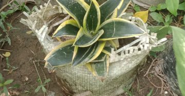 স্নেক বা গোড়া থেকে।
ধরন। ইন্ডোর প্লান্ট,
সাইজ। ওয়ান সাইজ, হলুদ রংগের,