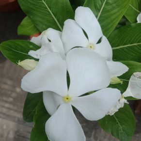 নয়ন তারা।
ধরন। ফুল গাছ, ৮ ইঞ্চি প্লাস্টিক টব সহ,
সাইজ। ১ ফিট, সাদা রঙের ফুল বারমাসি,