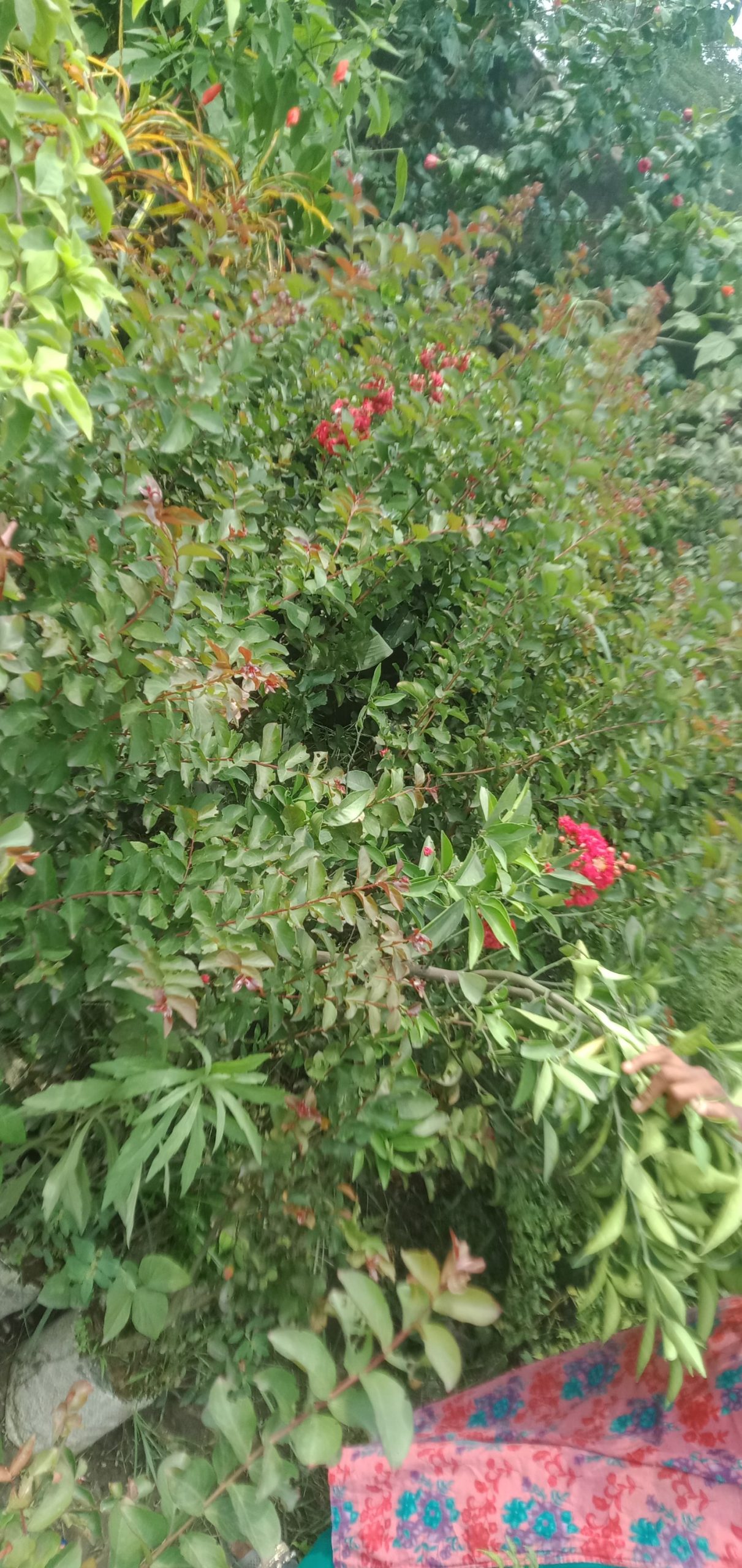 চেরী ফুল।
ধরন। ফুল গাছ,
সাইজ। ২.৫, ফিট, লাল রংগের,