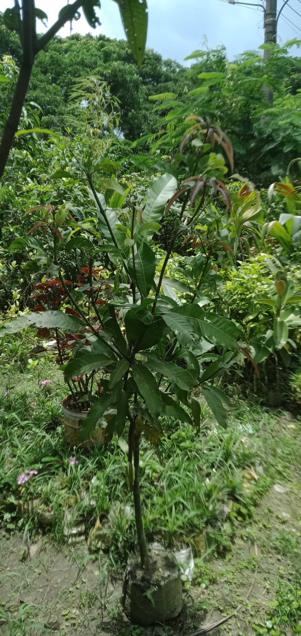 আম গাছ। আম রুপালি,
ধরন। ফল গাছ,
সাইজ। ২.৫, ফিট,