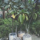 কাঠ গোলাপ।
ধরন। ফুল গাছ,
সাইজ। ০৫ ফিট,