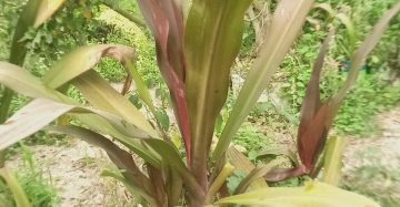 টাইগার লিলি লাল।
ধরন। ফুল ও ইনডোর,
সাইজ। ২.৫, ফিট,