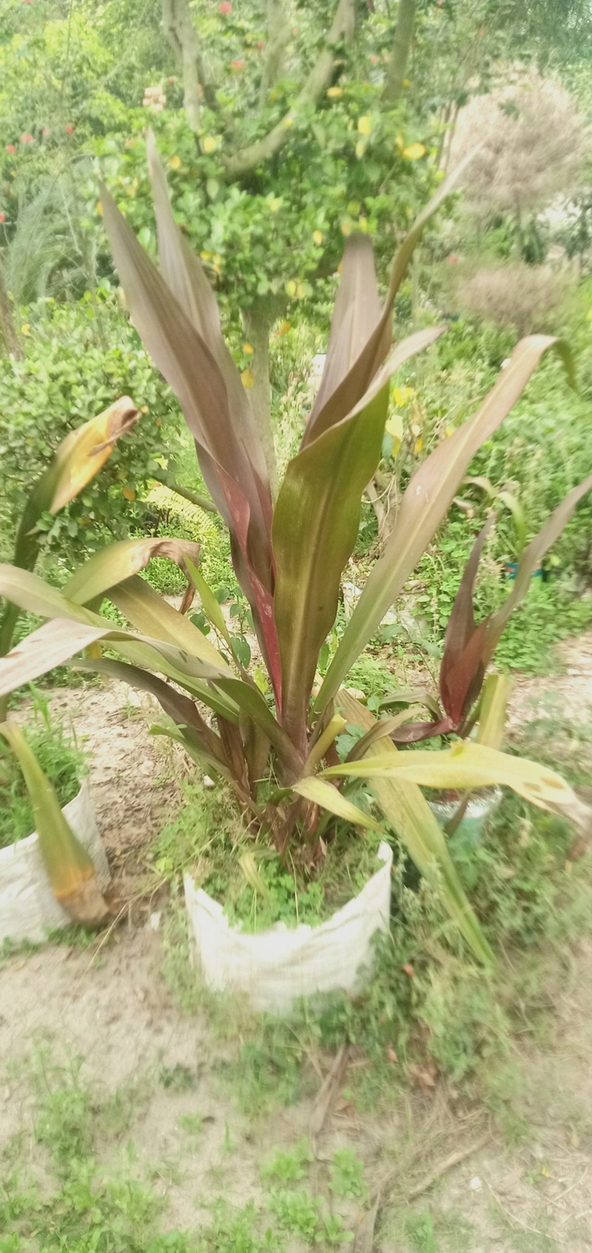 টাইগার লিলি লাল।
ধরন। ফুল ও ইনডোর,
সাইজ। ২.৫, ফিট,