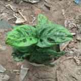 মনিসটোরিয়া।
ধরন। ইন্ডোর প্লান্ট,
সাইজ। ছোট ওয়ান সাইজ,