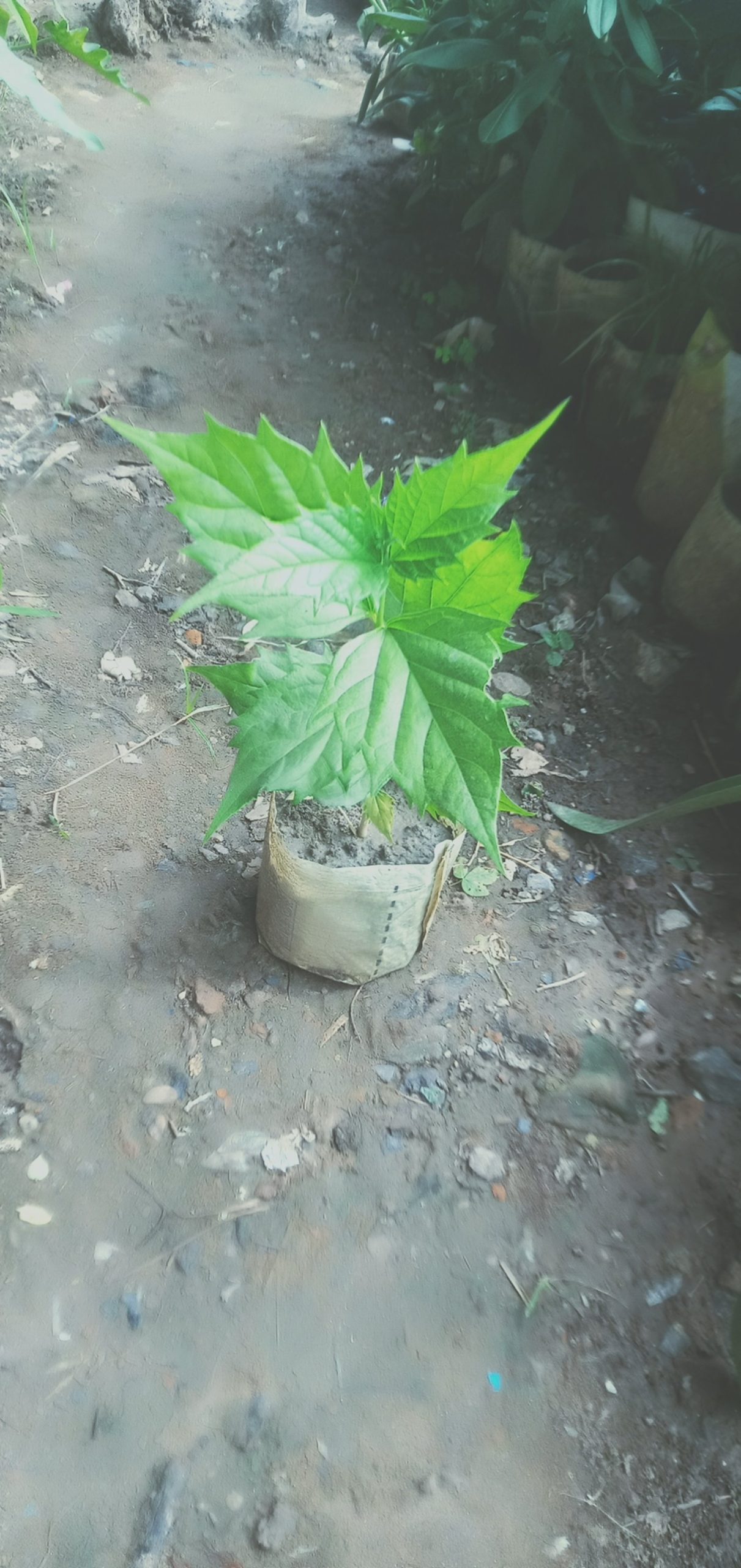 শিউলি ফুল।
ধরন। ফুল গাছ,
সাইজ। ০১/১.৫, ফিট, ঘ্রাণ অনেক বেশি, বারমাস ফুল ফোটে, - Image 3