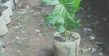 শিউলি ফুল। 
ধরন। ফুল গাছ,
সাইজ। ০১/১.৫, ফিট, ঘ্রাণ অনেক বেশি, বারমাস ফুল ফোটে,