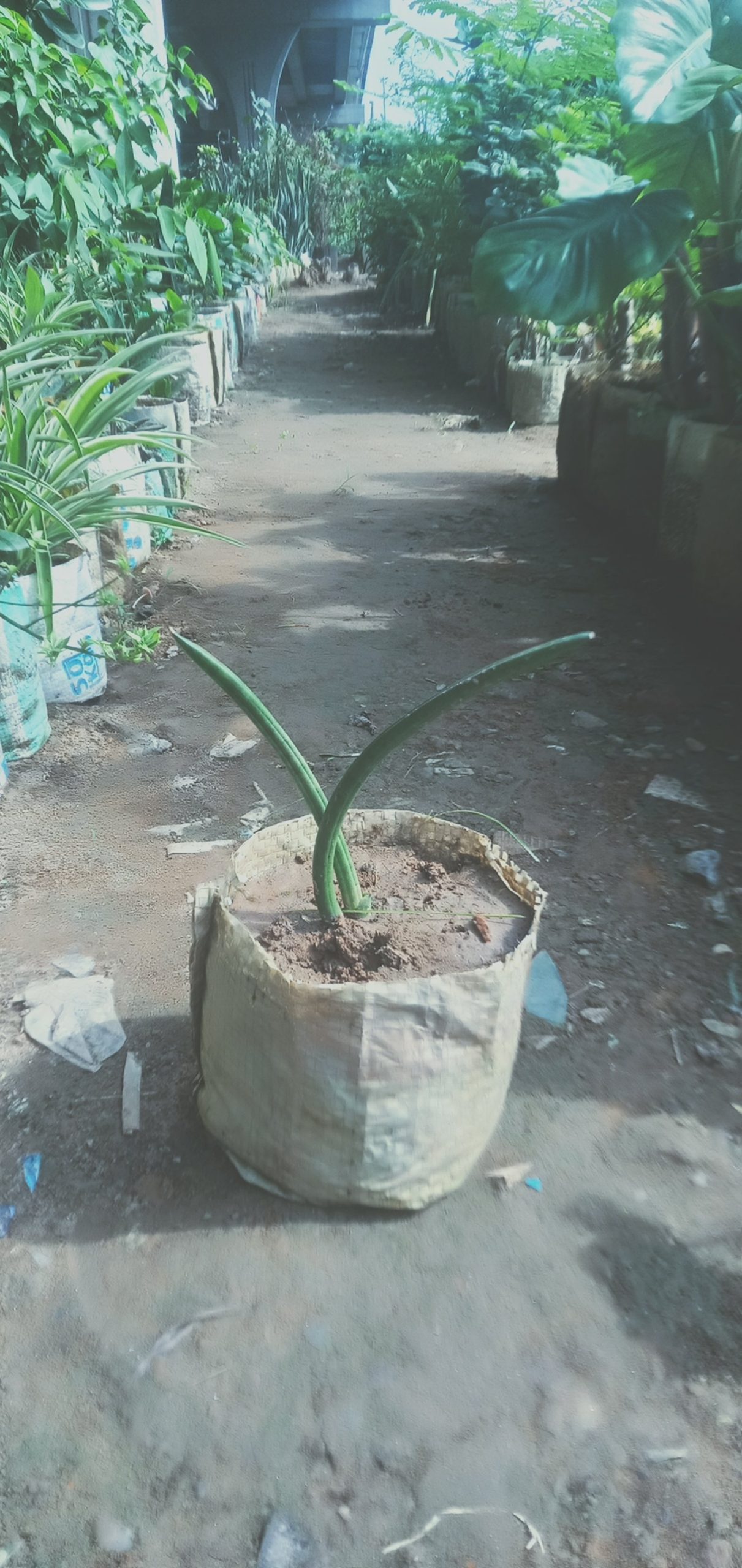 সানসেভিরিয়া সিলিনড্রিকা।
ধরন। ইন্ডোর প্লান্ট,
সাইজ। ওয়ান সাইজ, - Image 4