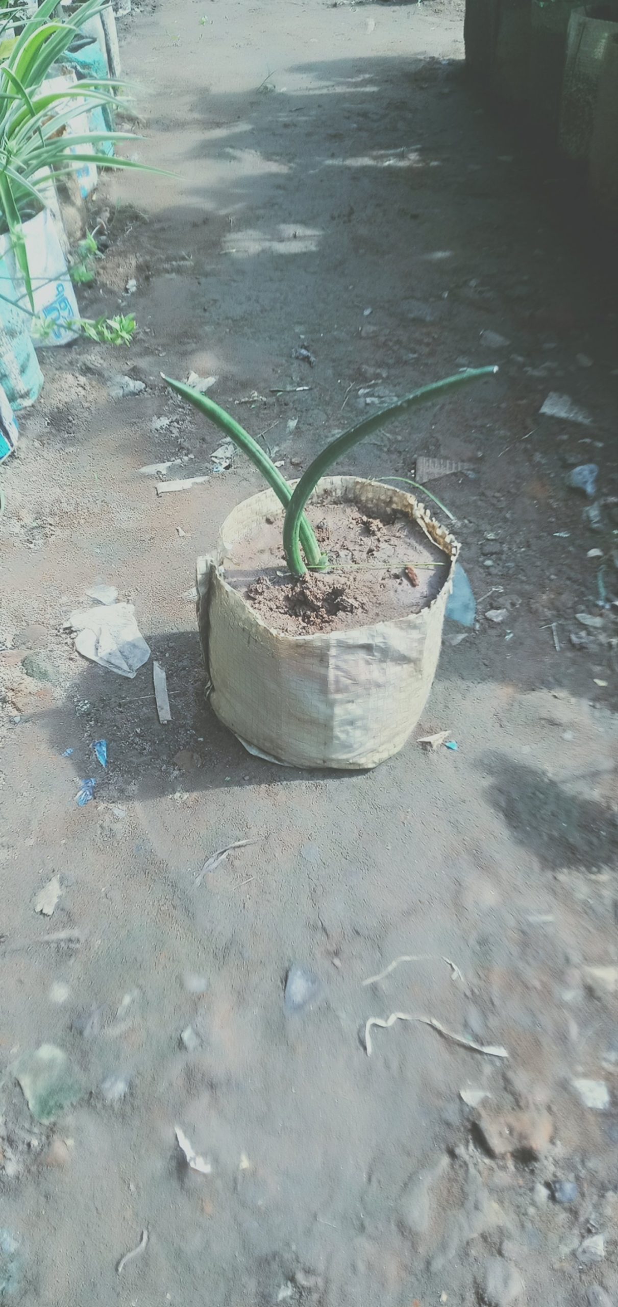সানসেভিরিয়া সিলিনড্রিকা।
ধরন। ইন্ডোর প্লান্ট,
সাইজ। ওয়ান সাইজ, - Image 2