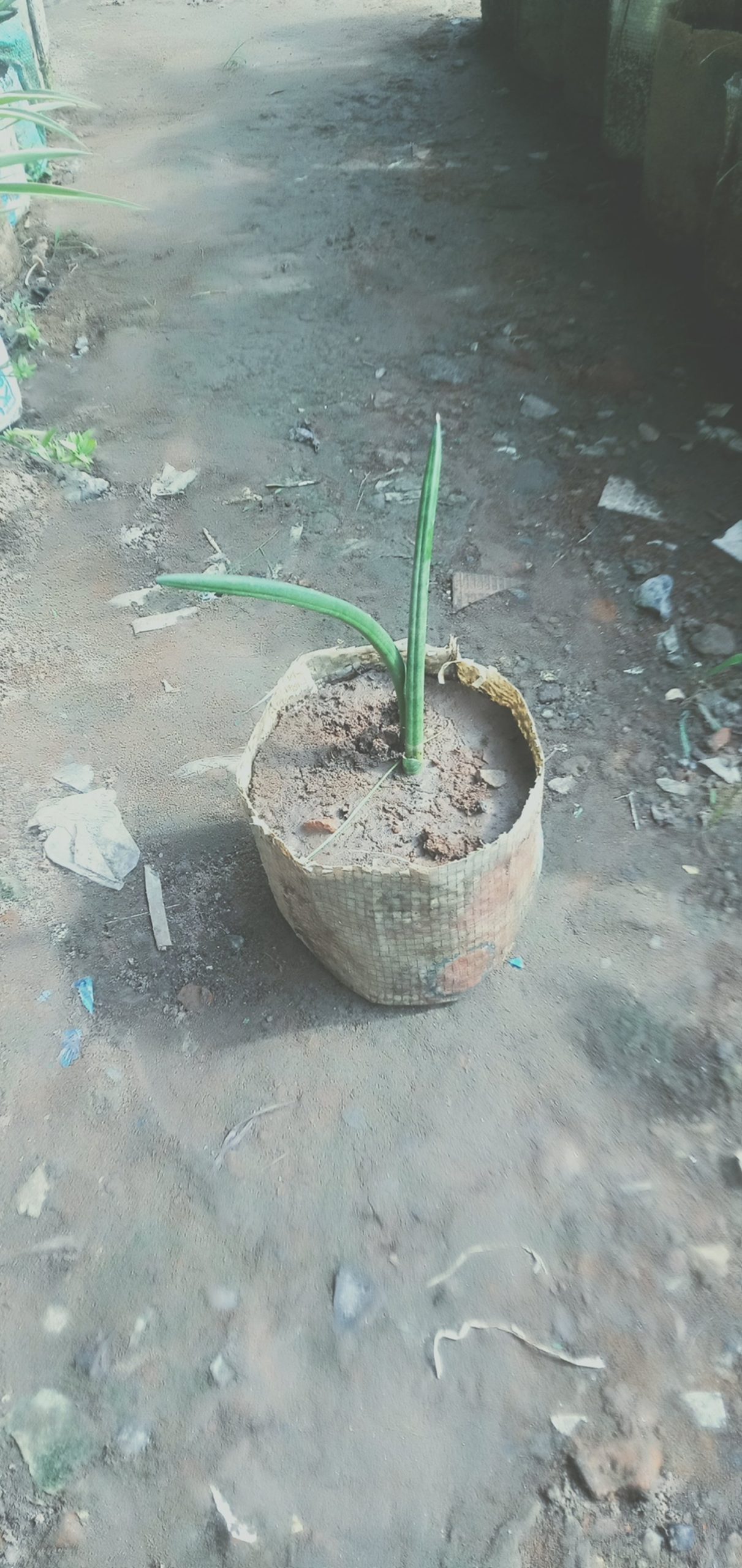 সানসেভিরিয়া সিলিনড্রিকা।
ধরন। ইন্ডোর প্লান্ট,
সাইজ। ওয়ান সাইজ, - Image 3