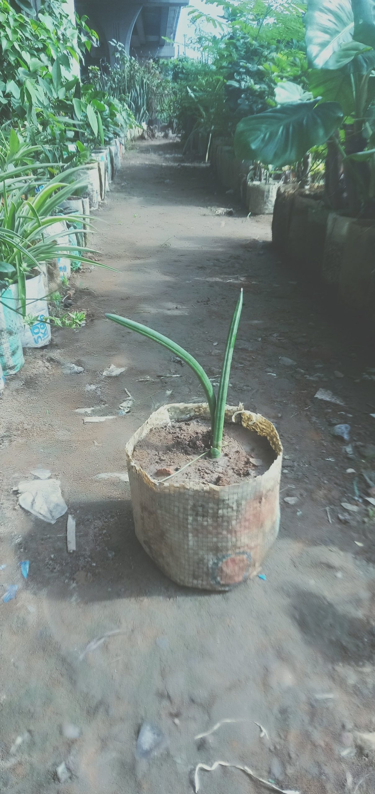 সানসেভিরিয়া সিলিনড্রিকা।
ধরন। ইন্ডোর প্লান্ট,
সাইজ। ওয়ান সাইজ,