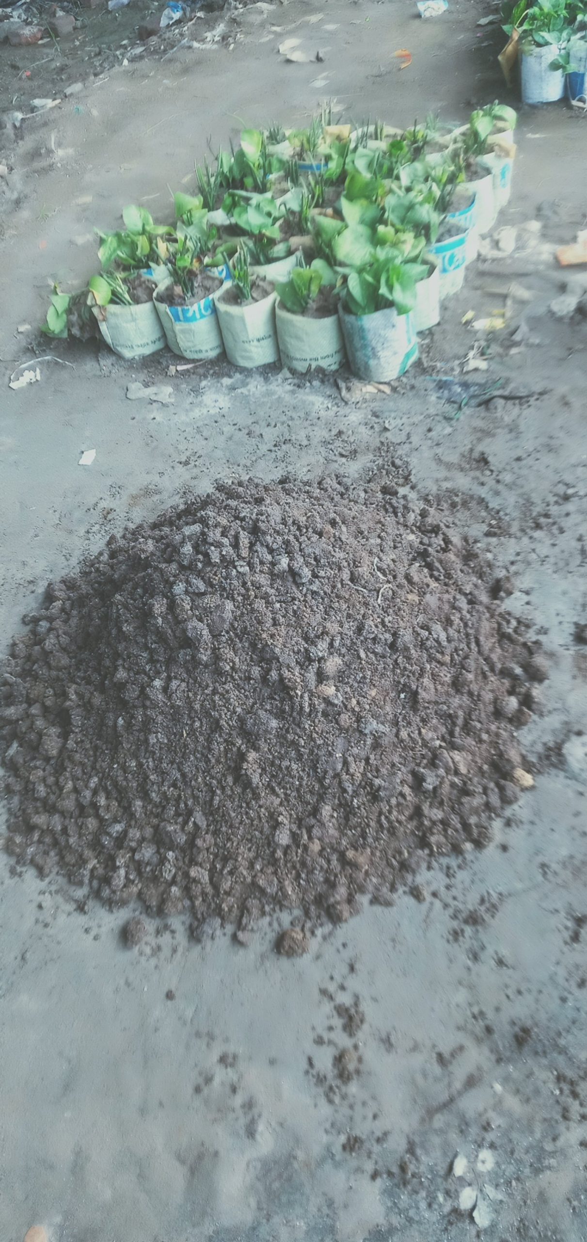গোবর সার।
ধরন। সার,
পরিমাণ। ০১ বস্তা, মাটির সাথে মিশিয়ে গাছ রোপণ করতে হয়,