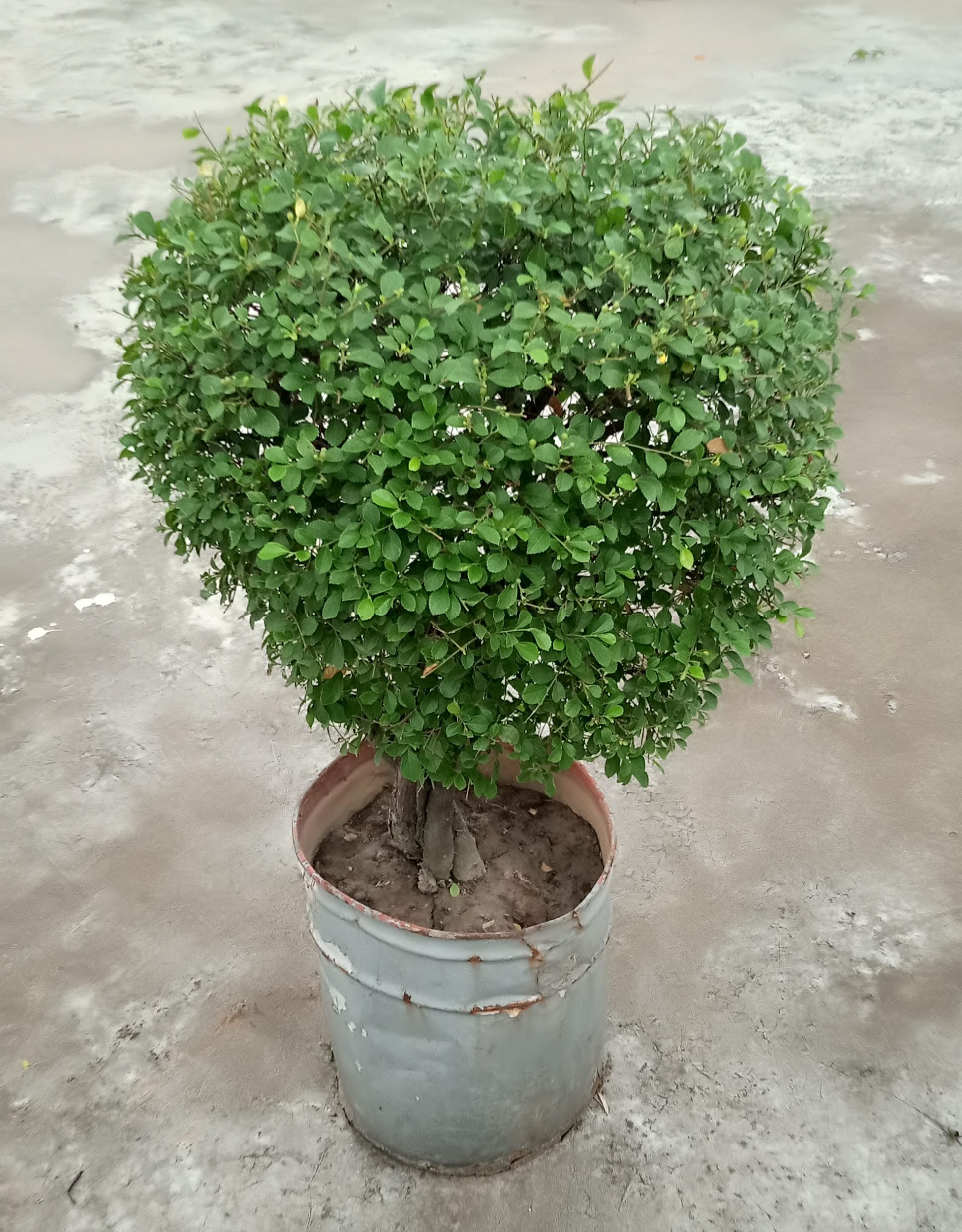 সেওরা প্লান্ট।
ধরন। আউট ডোর,
সাইজ। ৩ ফিট, বনসাই তৈরি করা, - Image 2