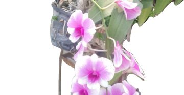 অর্কিড ফুল।
ধরন। অর্কিড,
সাইজ। ওয়ান সাইজ,