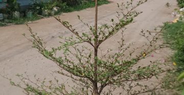 নাগাচুয়া।
ধরন। আউট ডোর,
সাইজ। ৪ ফিট,