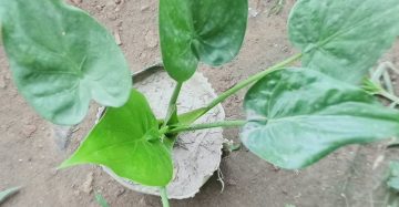 বুদ্ধ মান। alocasia cucullata,
ধরন। ইন্ডোর প্লান্ট,
সাইজ। ১২/১৫ ইঞ্চি,