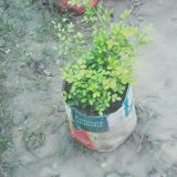 কামিনী। ড্রপ,
ধরন। ফুল গাছ, ঘ্রাণ অনেক বেশি,
সাইজ। ছোট, বারমাসি ফুল ফোটে,