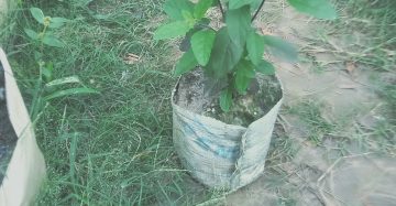 তুলসী পাতা। কালো রঙ্গের,
ধরন। ঔষধি গুণ গাছ,
সাইজ। ছোট,