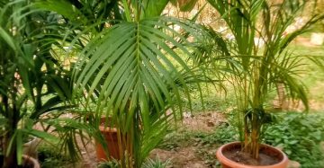 ইন্ডোর প্লান্ট ভারা। অফিস এর জন্য,
ধরন। ইন্ডোর প্লান্ট,
সাইজ। ১.৫,৫, ফিট, ছোট মাঝারি বড়ো সাইজের,
প্যাকেজ। ৫০ পিস,