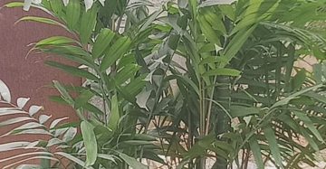 ইন্ডোর প্লান্ট ভারা। অফিস এর জন্য,
ধরন। ইন্ডোর প্লান্ট,
সাইজ। ১.৫, ৫ ফিট ছোট মাঝারি বড়ো সাইজের, 
প্যাকেজ। ১০০ পিস,