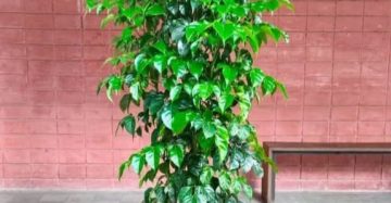 চায়না ডোল।
ধরন। ইন্ডোর প্লান্ট,
সাইজ। ৩ ফিট, ফাইবার টবসহ,