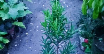 পোডোকারপাস।
ধরন। ফুল ও বনসাই,
সাইজ। ২.৫, ফিট