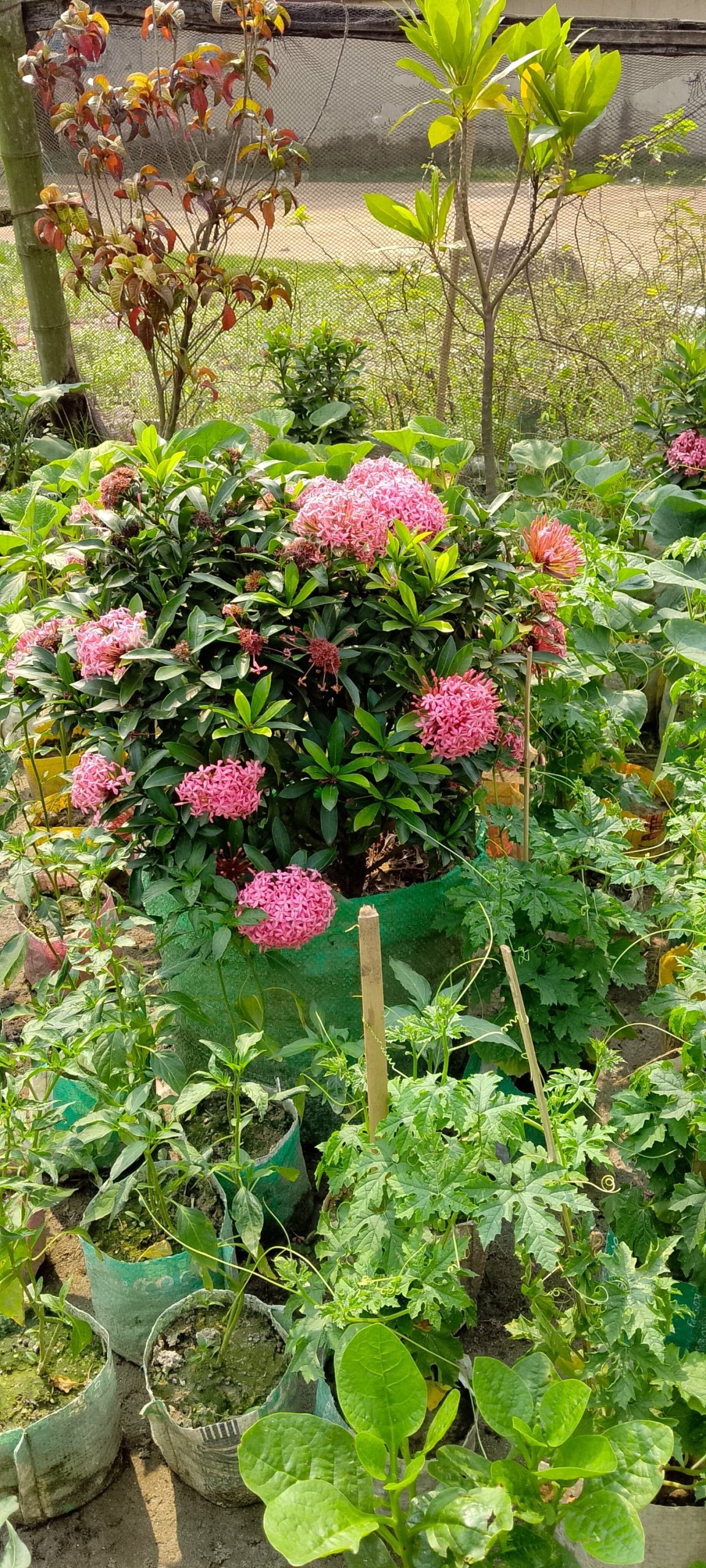 রংগন গাছ। ধরন। ফুল গাছ, সাইজ। 18 ইঞ্চি, রং। গোলাপি, বারমাসি - Image 3