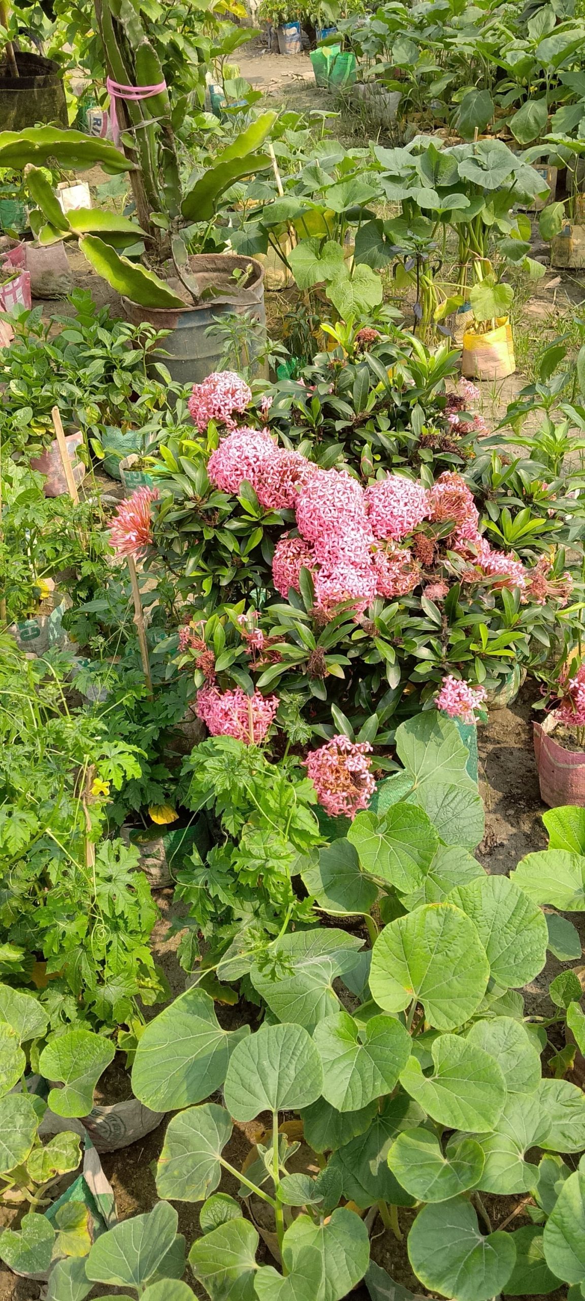 রংগন গাছ। ধরন। ফুল গাছ, সাইজ। 18 ইঞ্চি, রং। গোলাপি, বারমাসি - Image 2