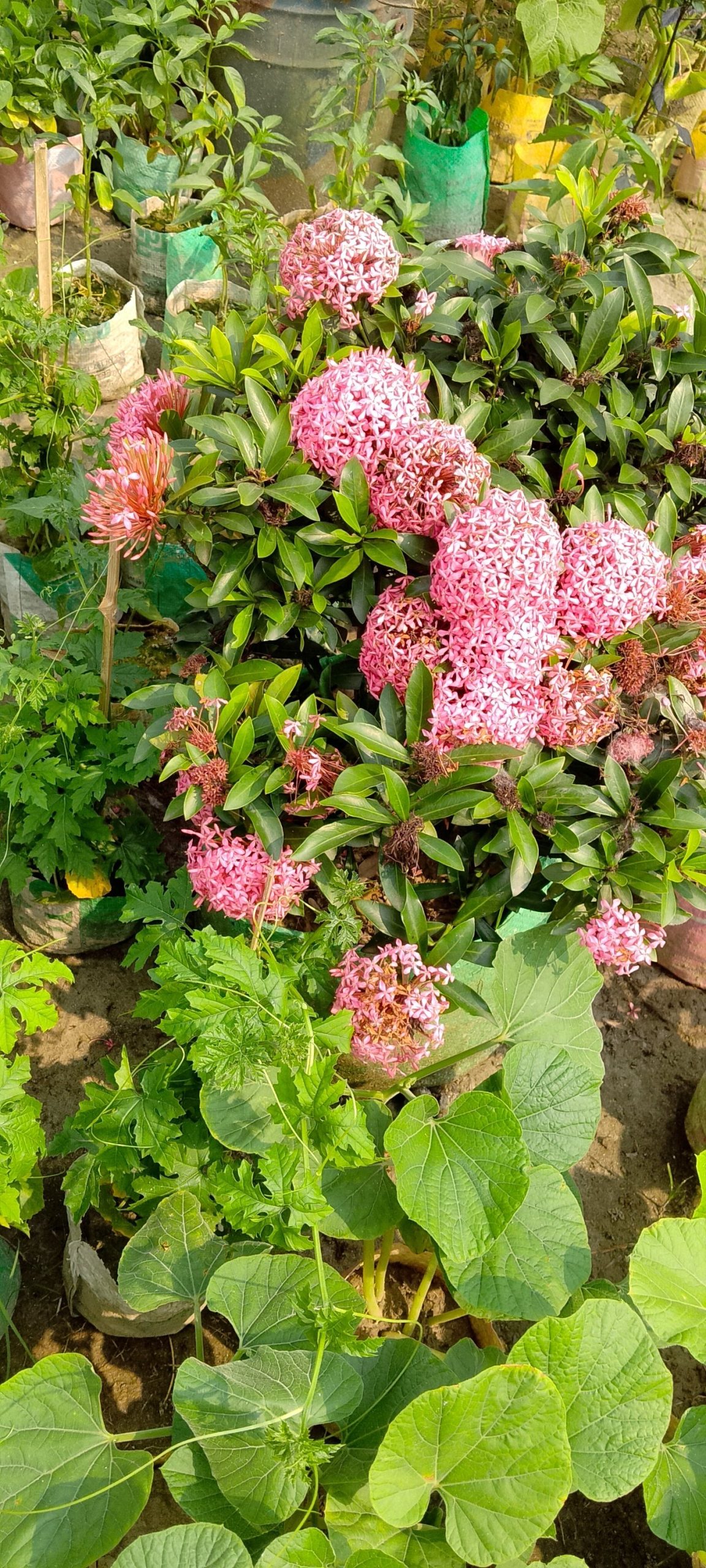 রংগন গাছ। ধরন। ফুল গাছ, সাইজ। 18 ইঞ্চি, রং। গোলাপি, বারমাসি