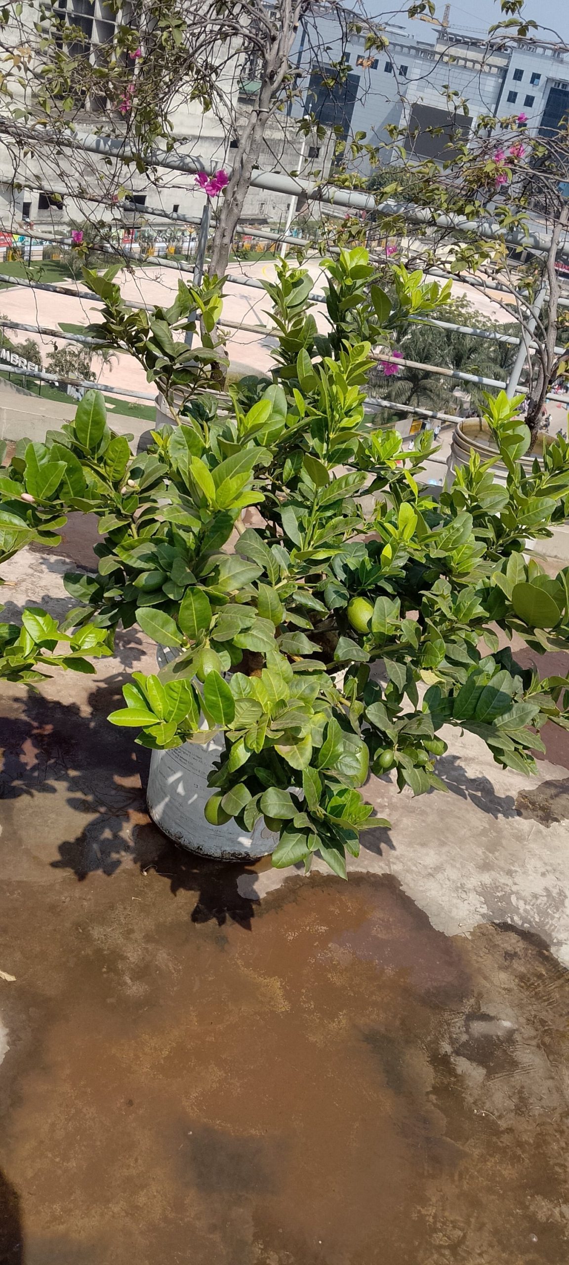 লেবু জাতীয়।
ধরন। লেবু গাছ,
সাইজ। হাইট ২ ফিট, বেশি ডালপাতা ছরানো, বারমাসি - Image 4