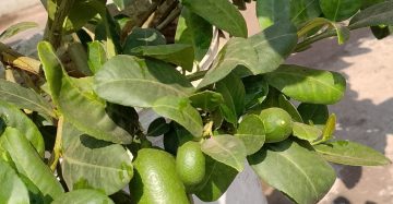 লেবু জাতীয়।
ধরন। লেবু গাছ,
সাইজ। হাইট ২ ফিট, বেশি ডালপাতা ছরানো, বারমাসি