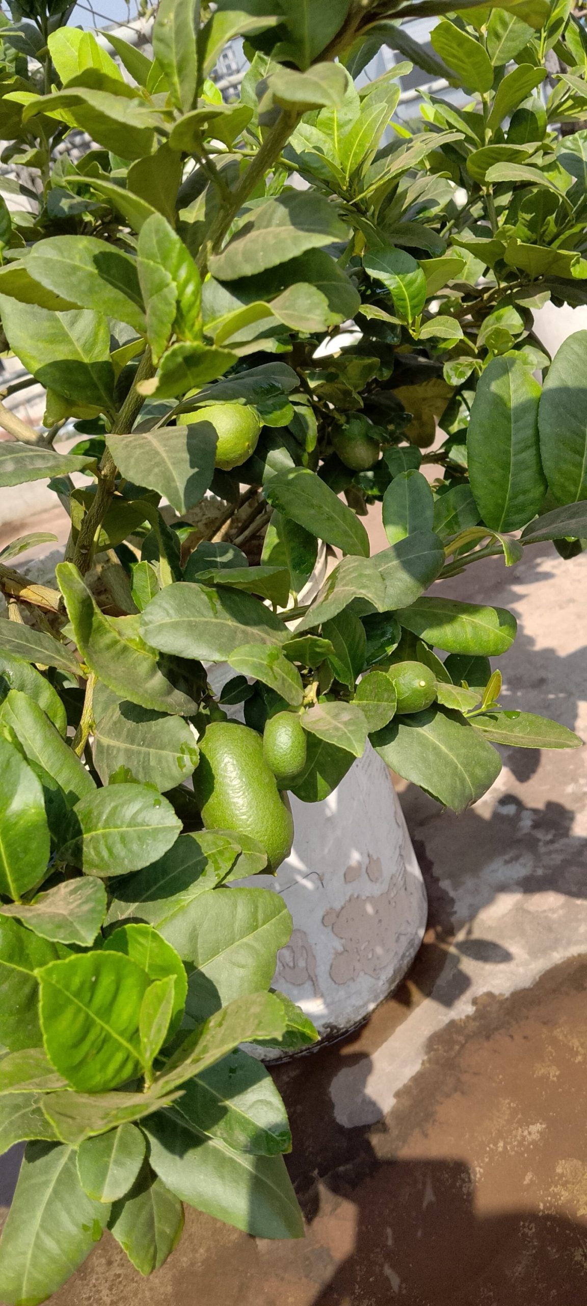 লেবু জাতীয়।
ধরন। লেবু গাছ,
সাইজ। হাইট ২ ফিট, বেশি ডালপাতা ছরানো, বারমাসি