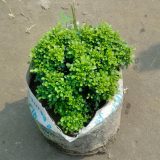 টেবিল কামিনী বা বল কামিনী। ধরন। ইন্ডোর গাছ, সাইজ। ৬ ইঞ্চি ছোট