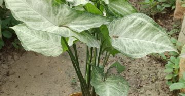 এরট কচু। ধরন। ইনডোর গাছ, সাইজ। ১২ ইঞ্চি,