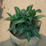 সিনগোনিয়াম ওয়েন্ডল্যানডী। ধরন। লতা ইন্ডোর গাছ, সাইজ। ছোট
